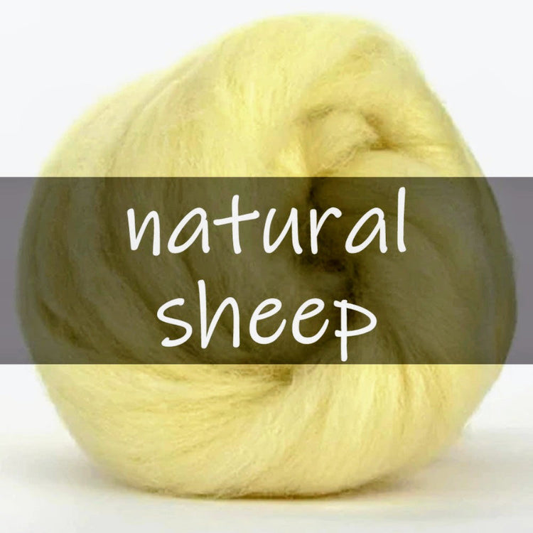 Sheep wool for spinning